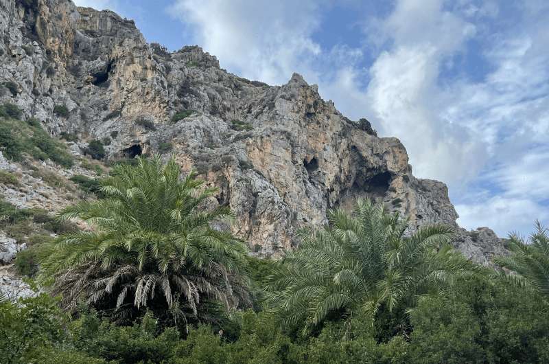 Palm Forest in Preveli Monastery