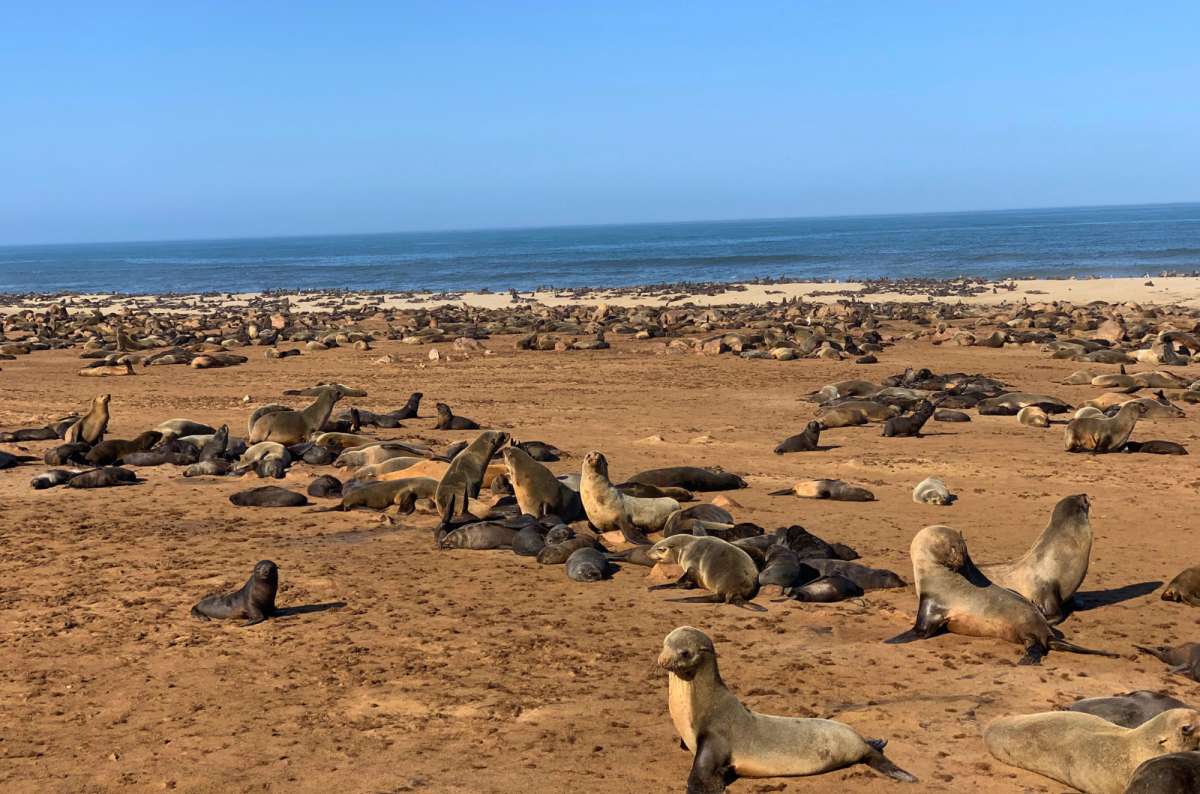 Cape fur seals covering the beach at Cape Cross on the Skeleton Coast, Namibia, photo by Next Level of Travel