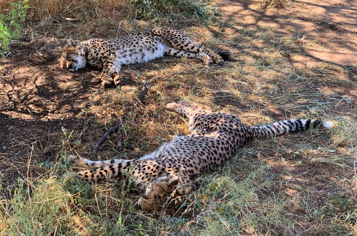 Cheetahs in Etosha National Park, Namibia