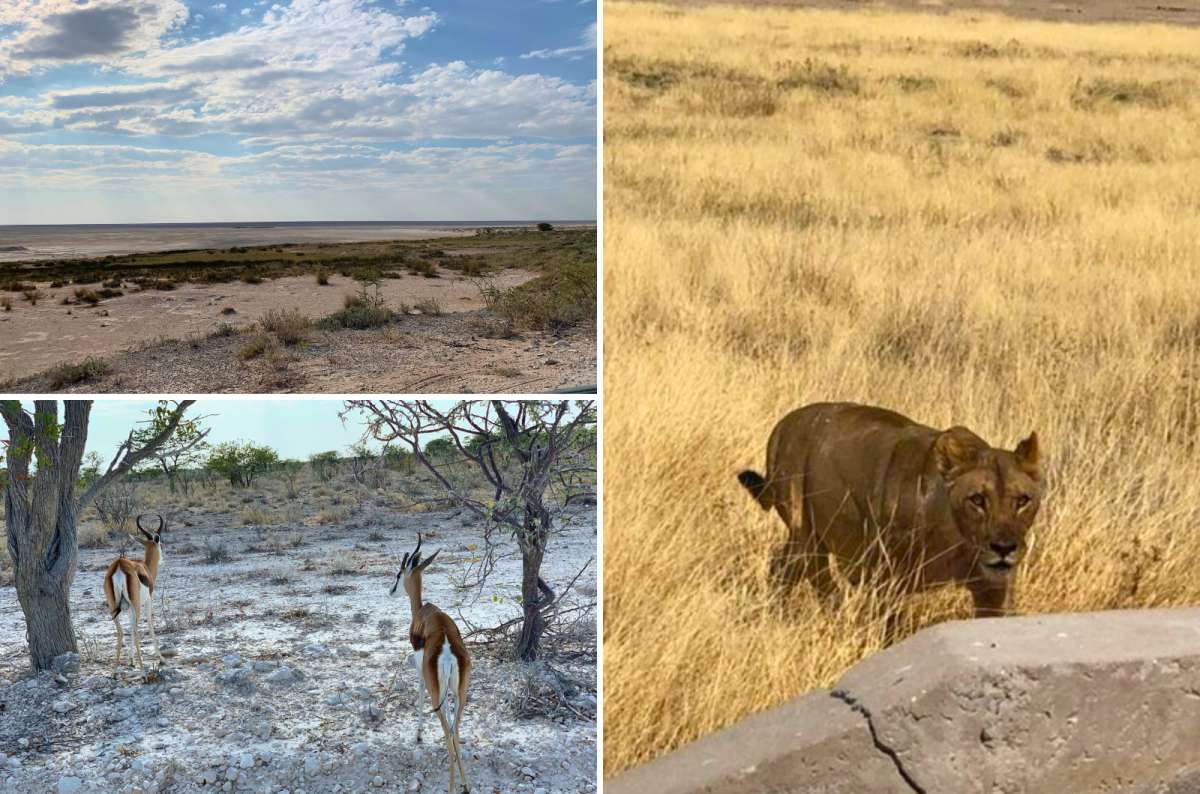 Collage of Etosha National Park landscapes and wildlife in Namibia, including a lioness near a safari vehicle, springboks, and Etosha Pan