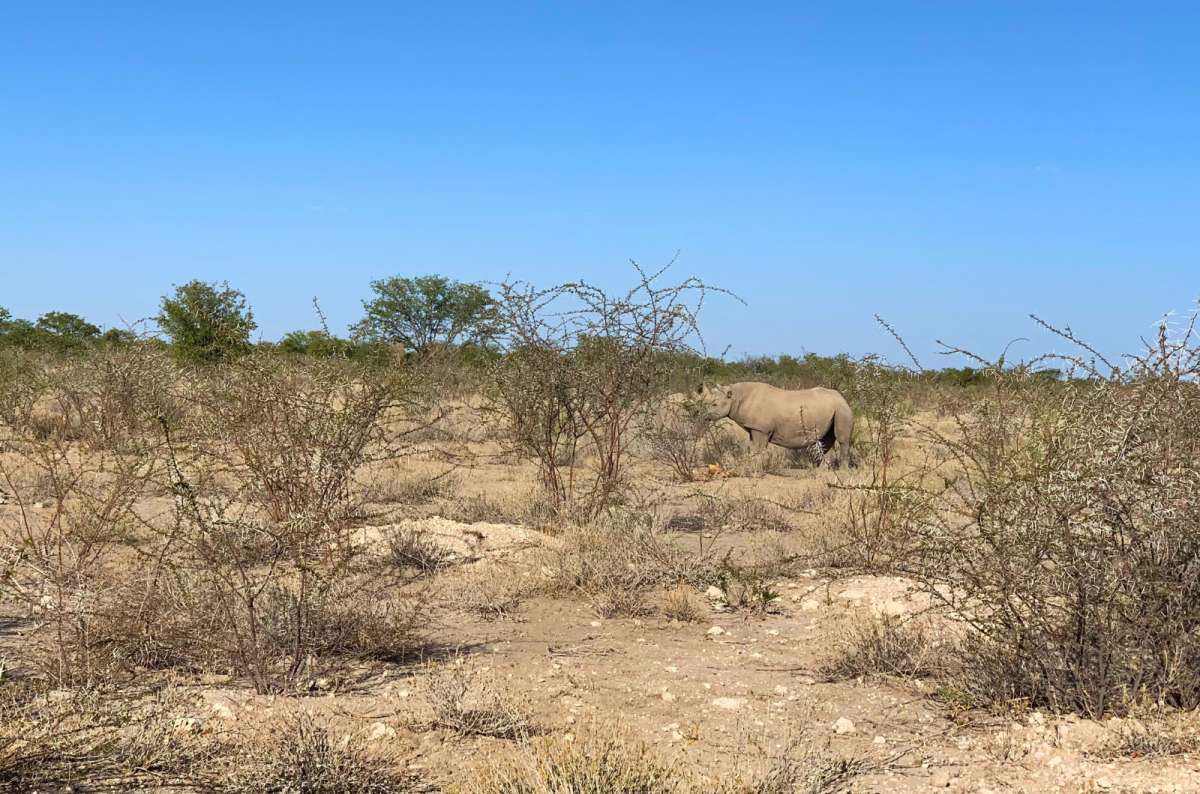 Rhino in Etosha National Park, Namibia, photo by Next Level of Travel 