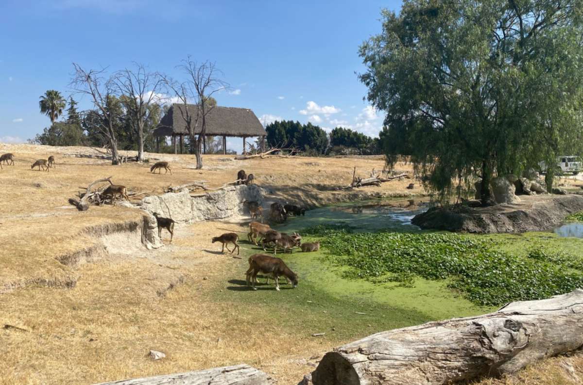 a photo of mouflon and deer grazing beside a green pond at a drive-through safari park, Mexico, photo by Next Level of Travel