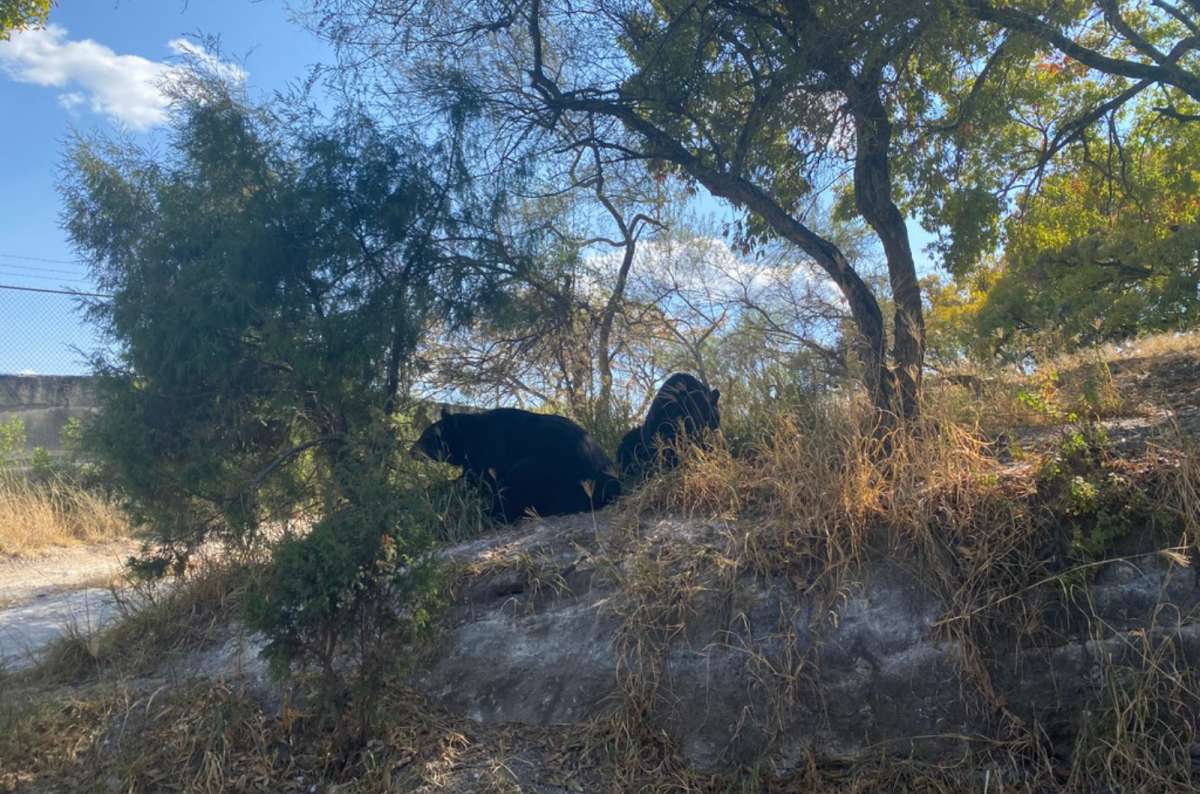 a photo of two black bears resting in the shade under trees at a drive-through safari park, Mexico, photo by Next Level of Travel