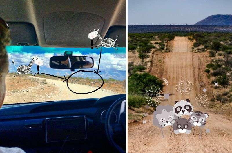 Dodging animals on the road in Namibia