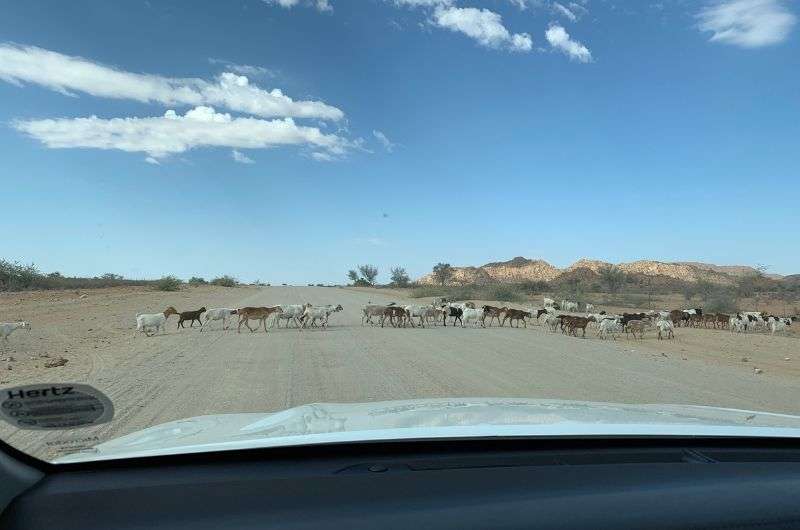 Meeting goats while driving in Namibia