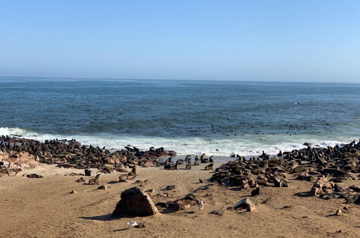 Cape Cross seal colony, Skeleton Coast, Namibia with thousands of Cape fur seals covering the beach and swimming in the Atlantic Ocean, photo by Next Level of Travel