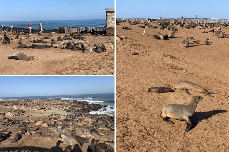 Cape Cross Seal Reserve views of the seals and coast, activities in Swakopmund, Namibia