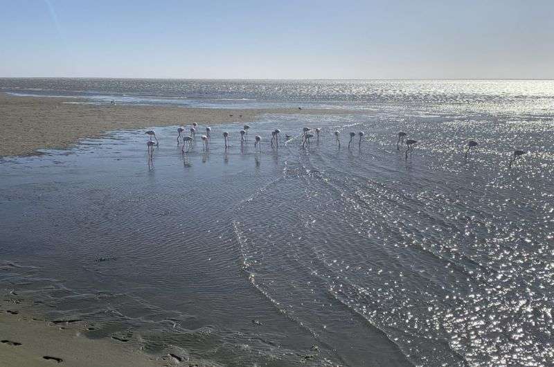 Flamingos in the bay near Swakopmund in Namibia