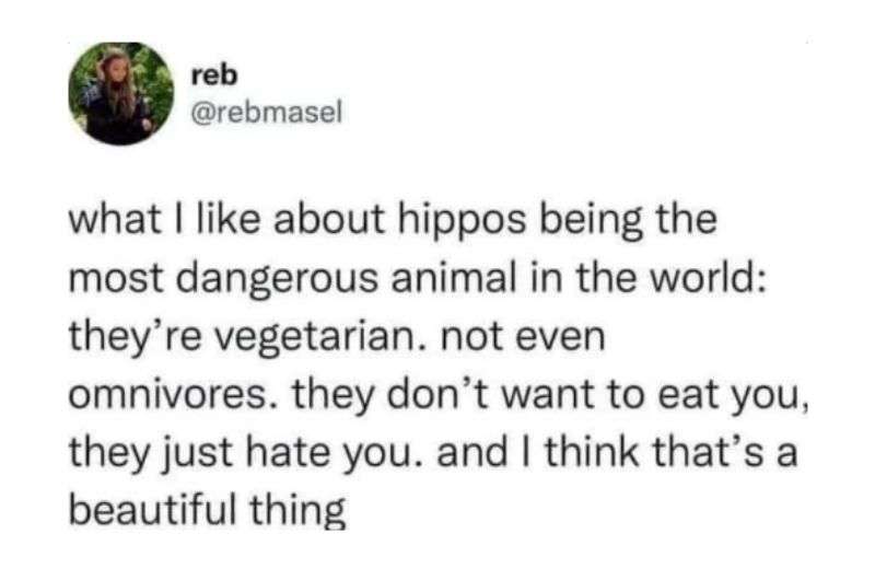 Hippos hate humans meme