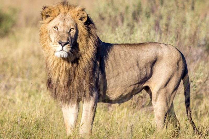 Lions in Etosha National Park, Namibia 