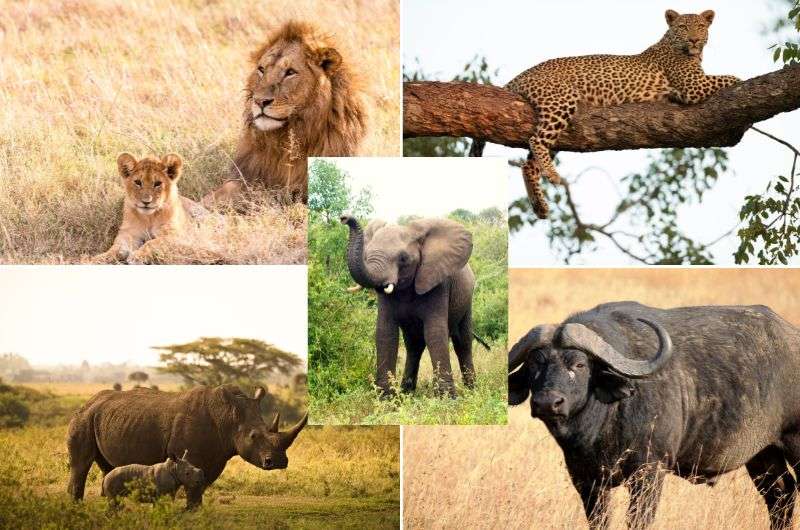 10 Namibia Wildlife Tips Discover The Best Safari Spots