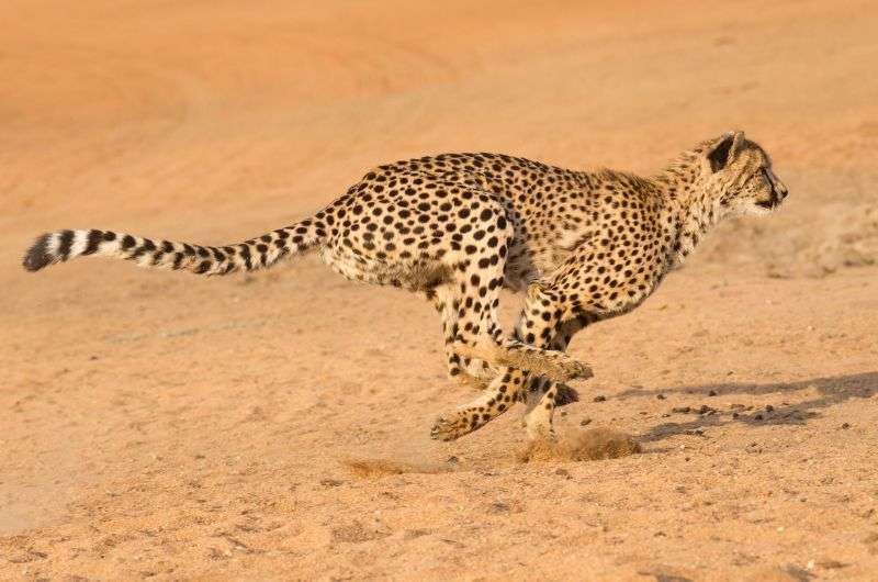 The cheetath in the Cheetah Conservatoin Fund, Namibia