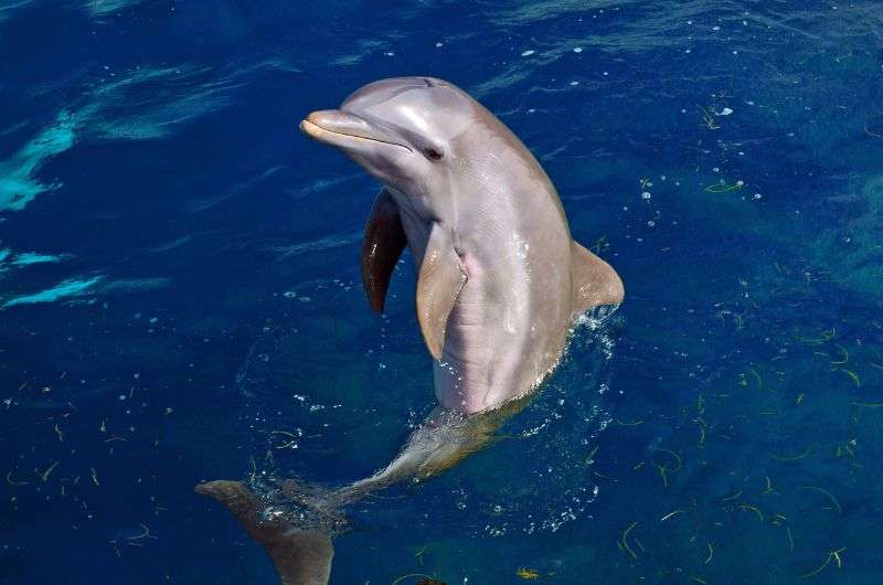 A dolphin in Gibraltar