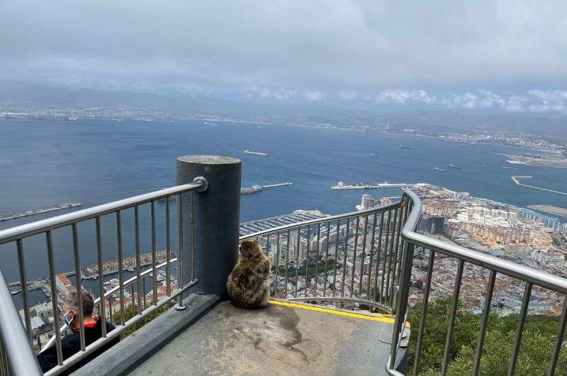 Macaque on the Rock hike in Gibraltar