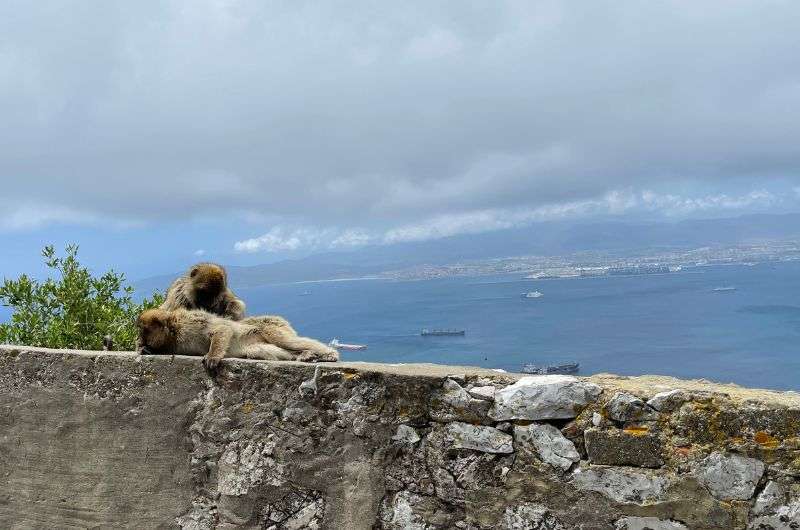 The macaques in Gibraltar