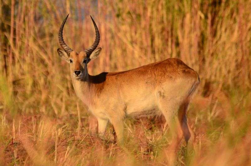 Antelope at the Fish River Canyon, Namibia