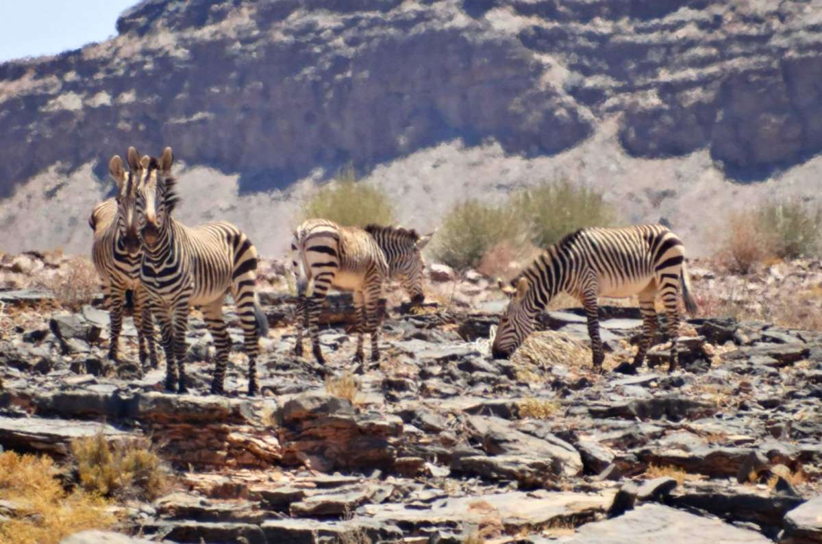 Hartmann’s mountain zebras in rocky landscape near Fish River Canyon, Namibia