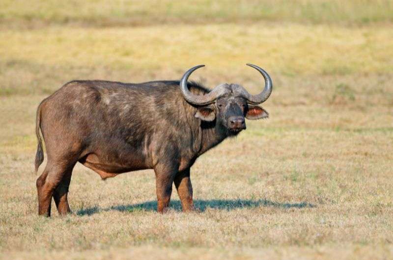 African Buffalo in Namibia