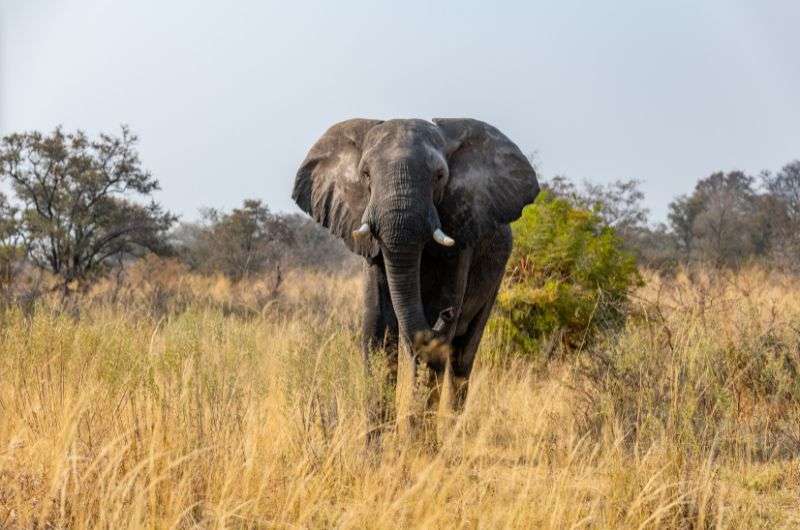 An elephant in Caprivi Strip, Namibia