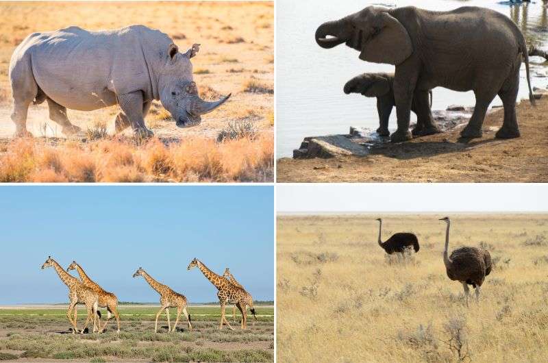 Animals in Etosha National Park, Namibia