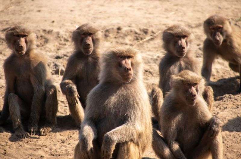 Baboons in Caprivi Strip, Namibia