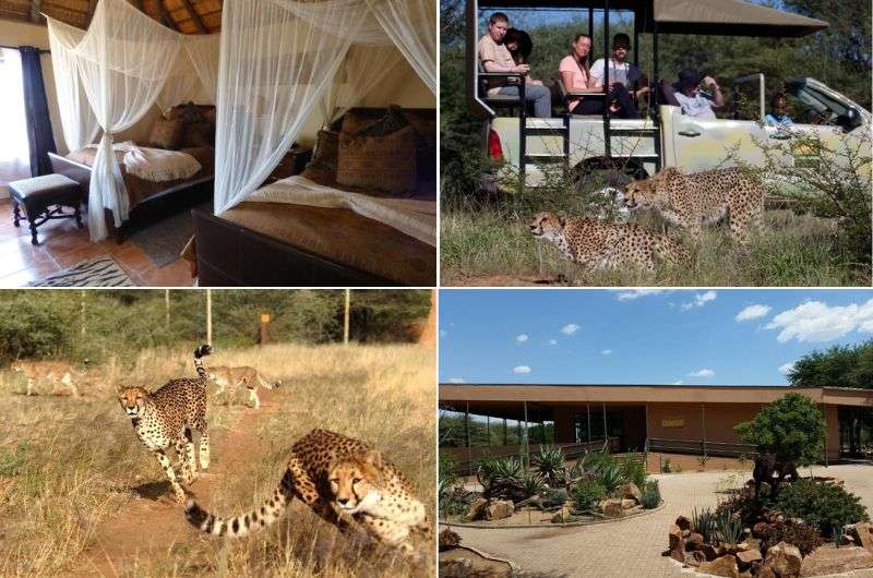 Spotting cheetahs in Waterberg Plateau in Namibia, Africa