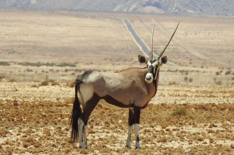 The South African oryx in Namibia