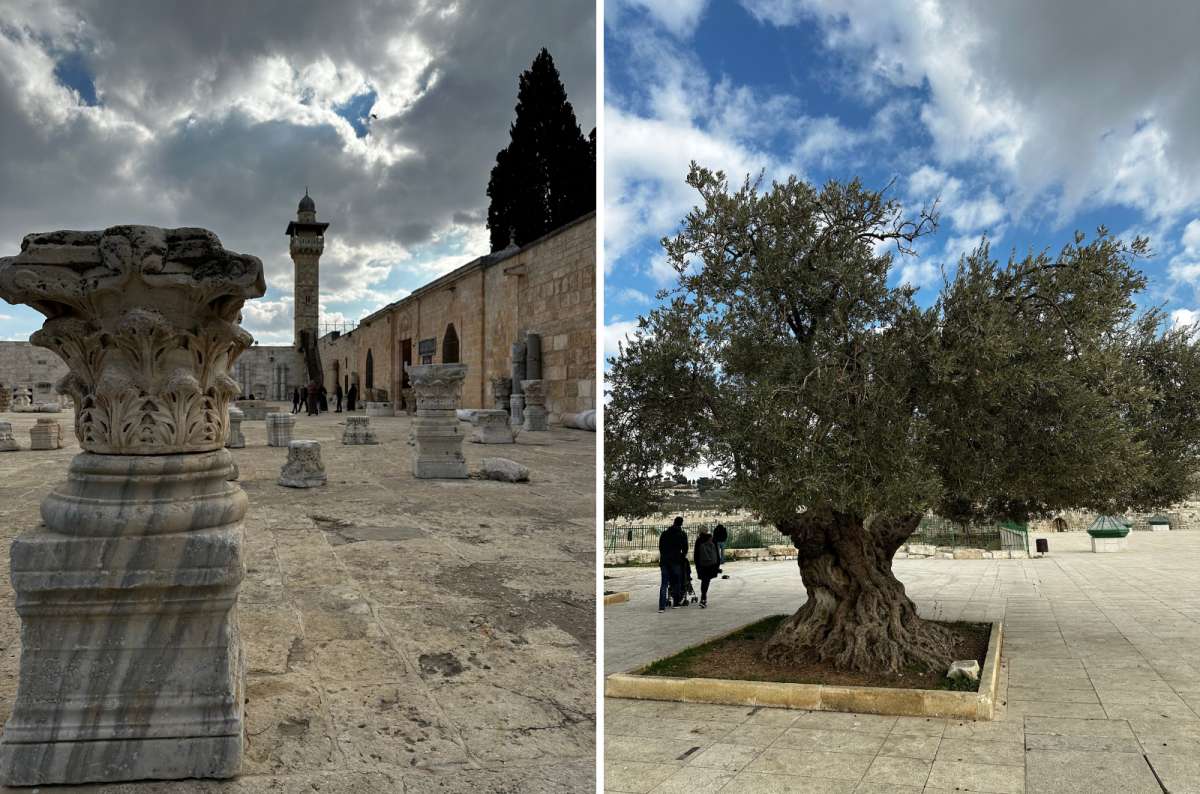 Stone courtyard with ancient carved columns and an old olive tree on the Temple Mount in Jerusalem, Israel, photo by Next Level of Travel
