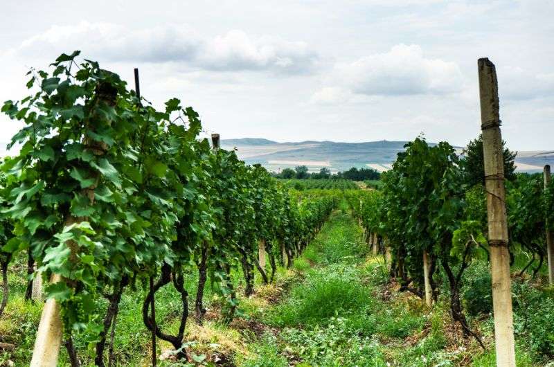 Visiting the Kakheti wine region, Georgia