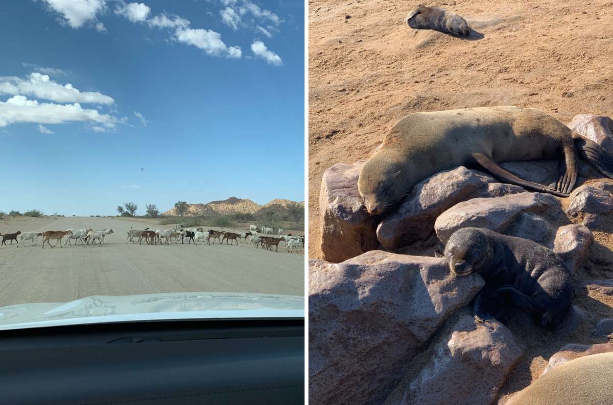 a collage of goats crossing the road and a photo of baby seals sleeping, Namibia, photo by Next Level of Travel