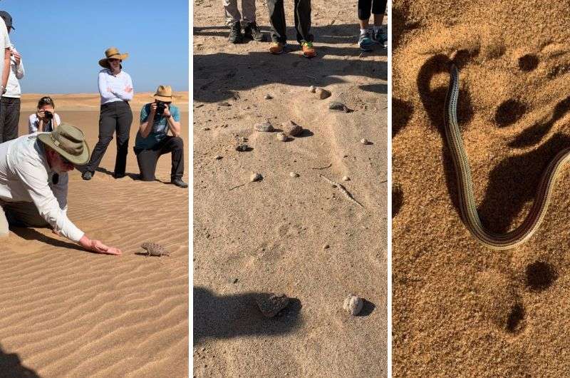 Finding creatures in the desert in Namibia