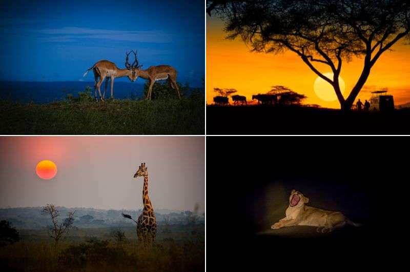 Night safari in Namibia