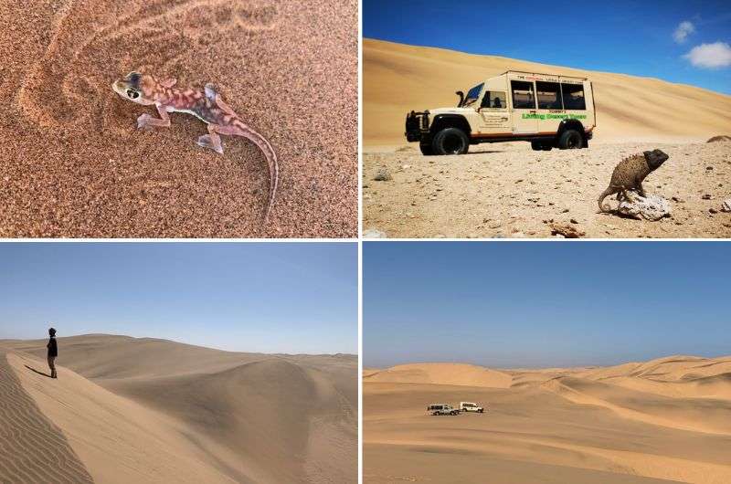 Photos of the desert and animals on Tommy’s Living Desert Tour in Namibia