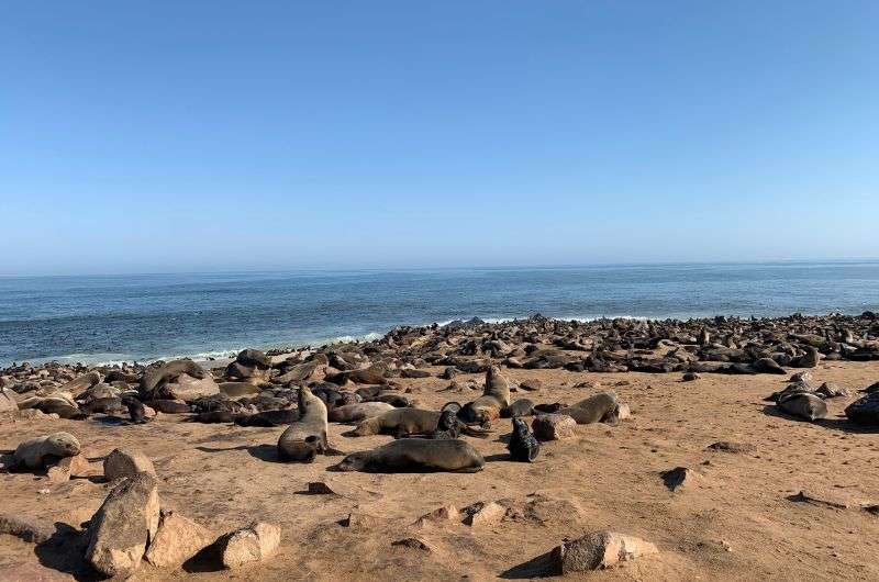 Seals in Cape Cross, Namibia