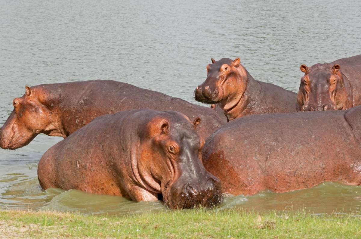 Hippos in the Okavango River near Mahango Game Reserve, Namibia