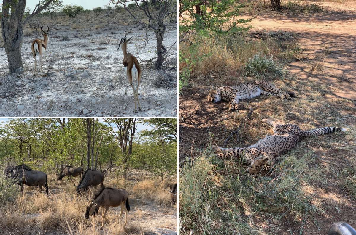 Springbok, wildebeest, and cheetahs resting in Etosha National Park area, Namibia, photo by Next Level of Travel