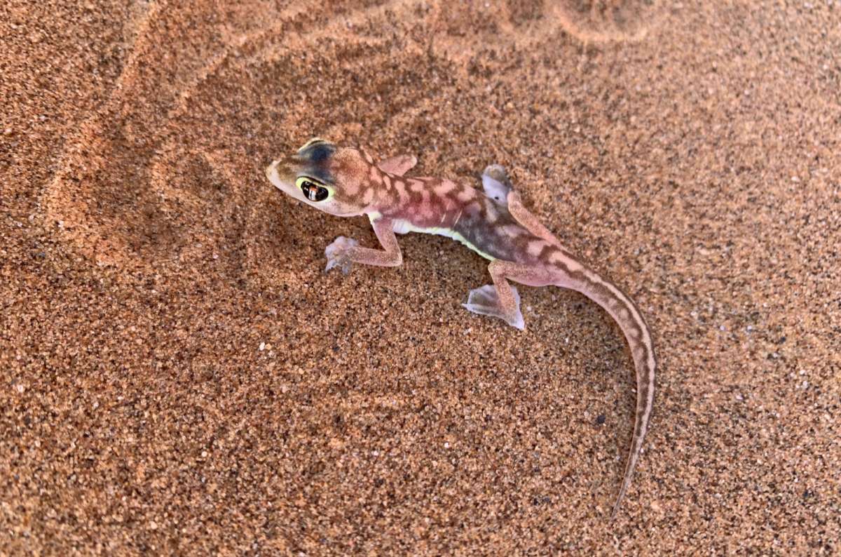 a close-up photo of a small gecko on the red sand dunes near Swakopmund in Namibia, photo by Next Level of Travel