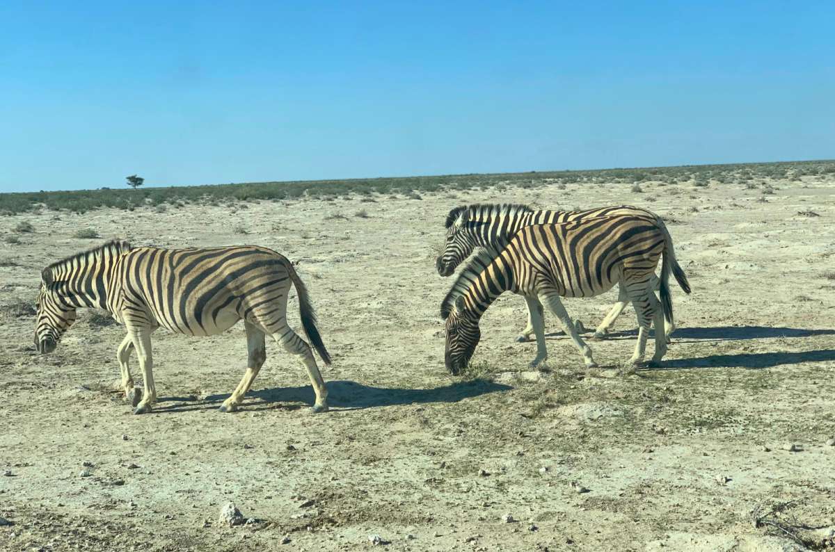 a photo of zebras grazing in the open plains of Etosha National Park in Namibia, photo by Next Level of Travel