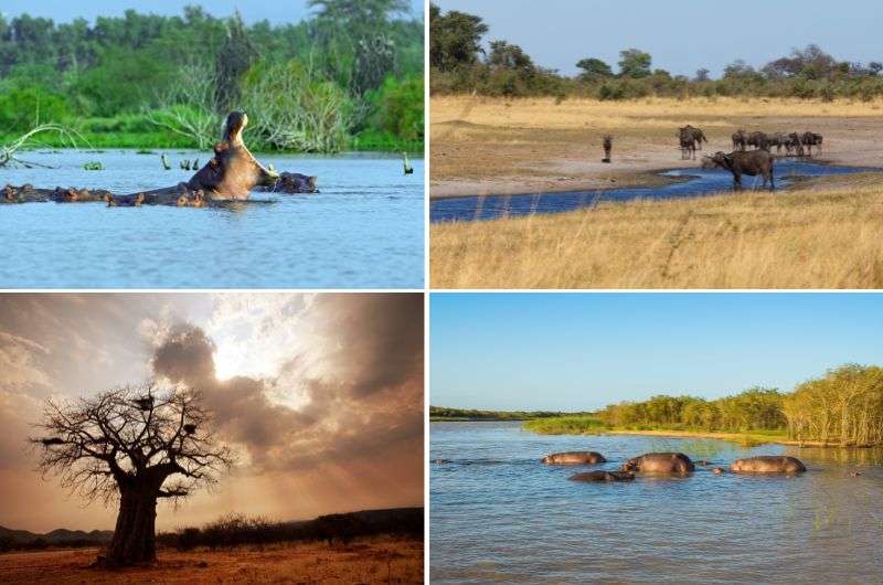 An elephant in Caprivi Strip, Namibia