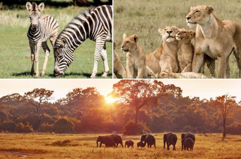 Animals in Etosha National Park, Namibia