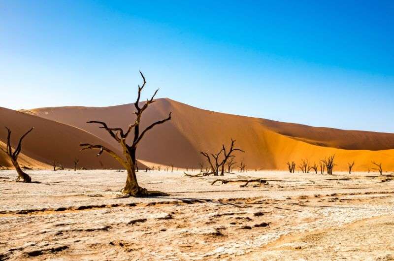 The skeleton tree shots in Deadvlei, guid to Namib Naukluft National Park