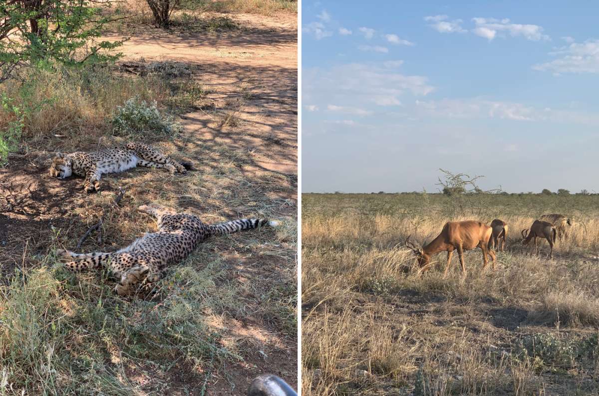 a photo of the safari animals enjoying the sunlight in Etosha NP, Namibia, photo by Next Level of Travel