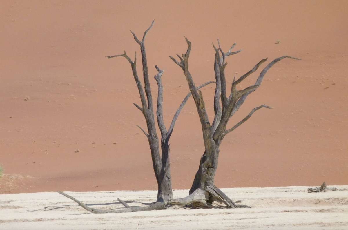 a photo of the skeleton trees in Sossusvlei, what is Namibia known for, Namibia, photo by Next Level of Travel 