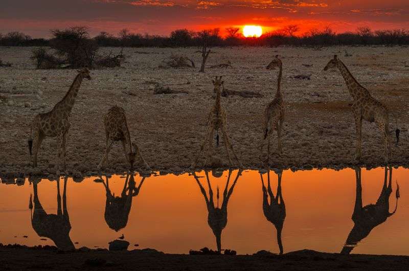 Giraffes in Namibia—Namibia in a nutshell
