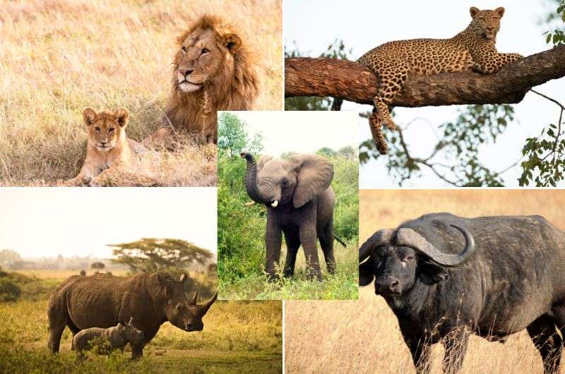 The big five animals in Namibia