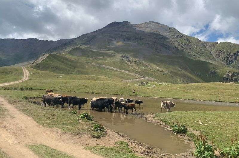 Visiting Mestia in Georgia