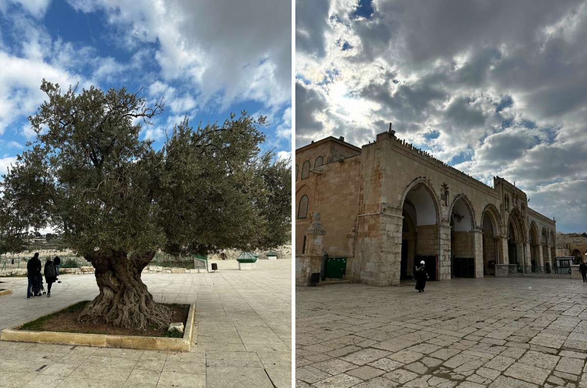 Temple Mount in Jerusalem, Israel, showing an ancient olive tree and the exterior arcades of the complex, photo by Next Level of Travel