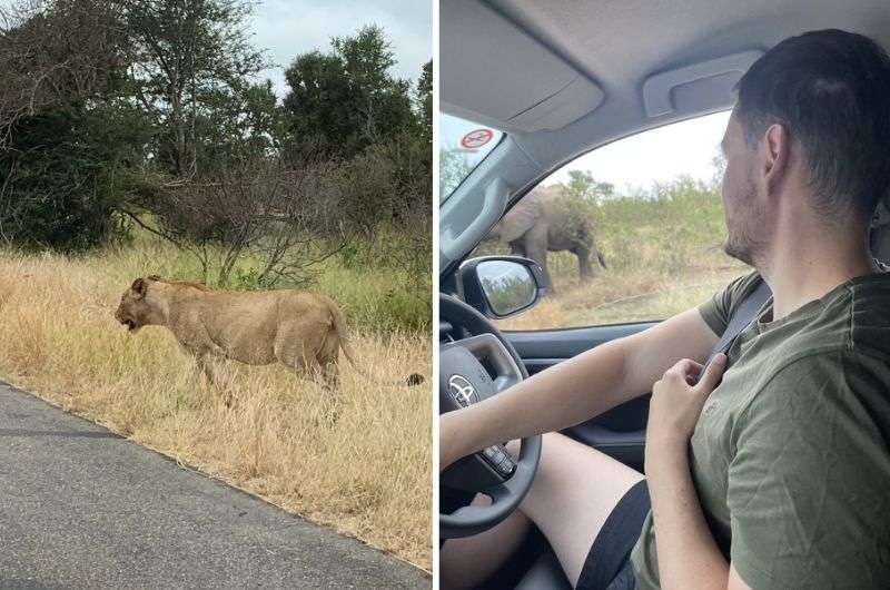 Spotting animals safely from the car in Kruger National Park, South Africa