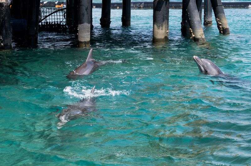 Dolphins at Dolphin Reef Beach in Eilat, Israel