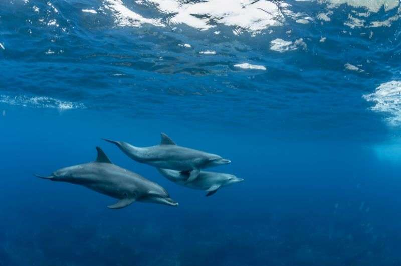 Dolphins in Eilat, Israel